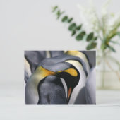 King Penguins - Carte postale (Debout devant)