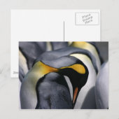 King Penguins - Carte postale (Devant / Derrière)