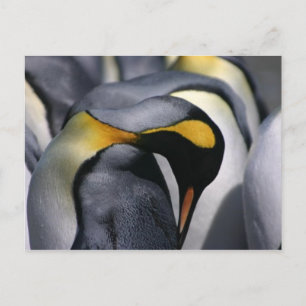 King Penguins - Carte postale