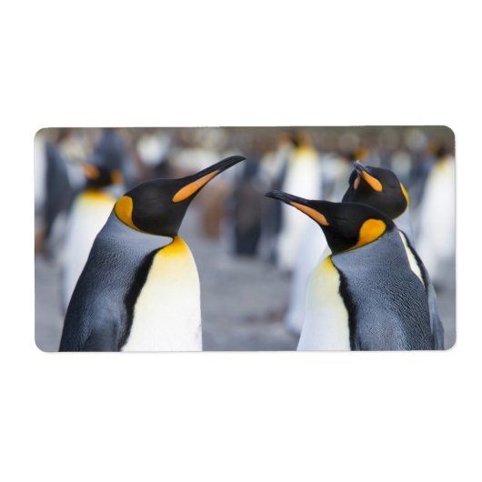 King Penguins Etiket (Voorkant)