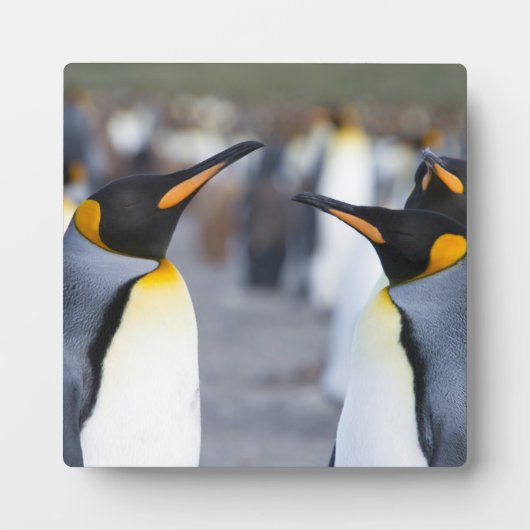 King Penguins Fotoplaat (Voorkant)