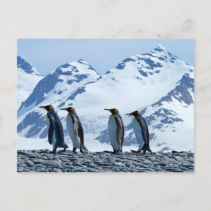 King Penguins in South Georgia Briefkaart