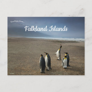 King Penguins on Falkland Islands Briefkaart