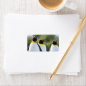 King pinguins etiket (Insitu)