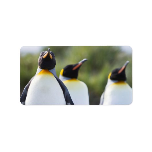 King pinguins etiket (Voorkant)