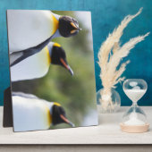 King pinguins fotoplaat (Zijkant)