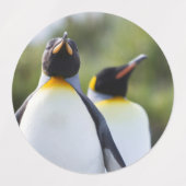 King pinguins labels (Design 1)