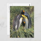 King pinguins Lovers Briefkaart (Voorkant / Achterkant)