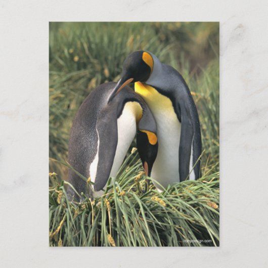 King pinguins Lovers Briefkaart (Voorkant)