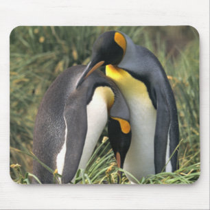 King pinguins Lovers Muismat