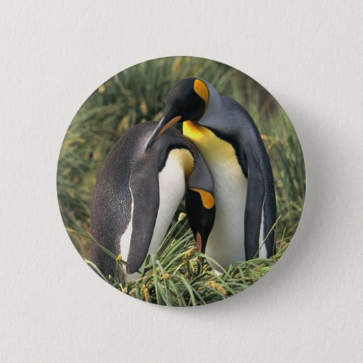 King pinguins Lovers Ronde Button 5,7 Cm (Voorkant)