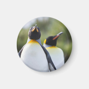 King pinguins magneet