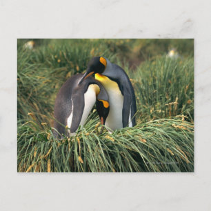 King pinguins nuzzling briefkaart