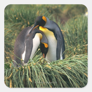 King pinguins nuzzling vierkante sticker