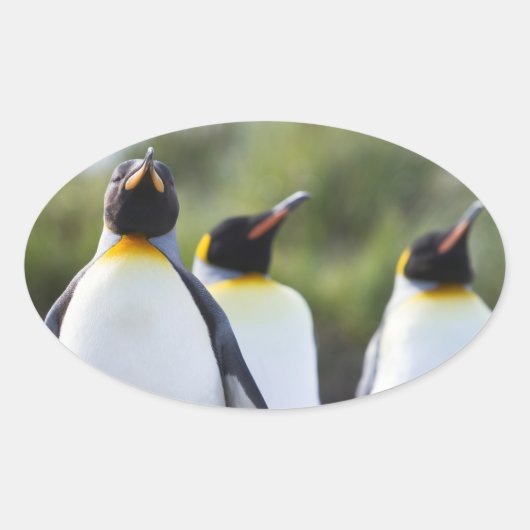 King pinguins ovale sticker (Voorkant)