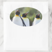King pinguins ovale sticker (Tas)