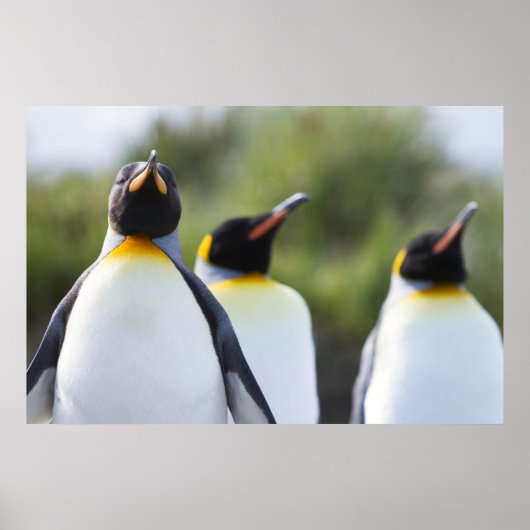 King pinguins poster (Voorkant)