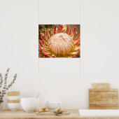King Protea of South Africa Poster (Keuken)
