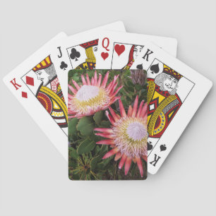 King Protea (Protea Cynaroides), Helderberg Pokerkaarten