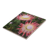 King Protea (Protea Cynaroides), Helderberg Tegeltje (Zijkant)