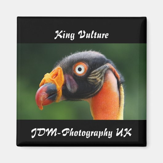 King Vulture Magneet (Voorkant)
