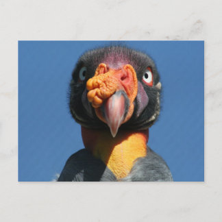 King Vulture Ugly Bird Briefkaart