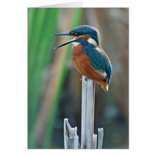 Kingfisher