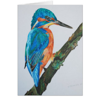 Kingfisher