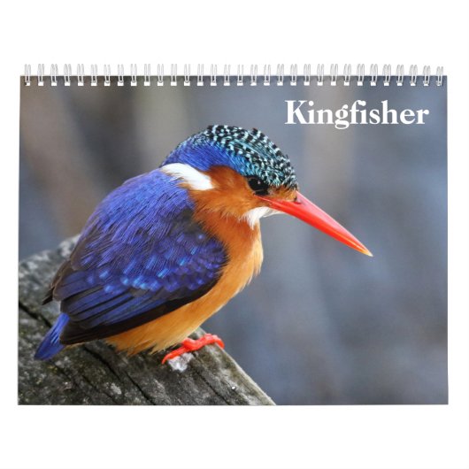 Kingfisher 2025 kalender (Hoes)