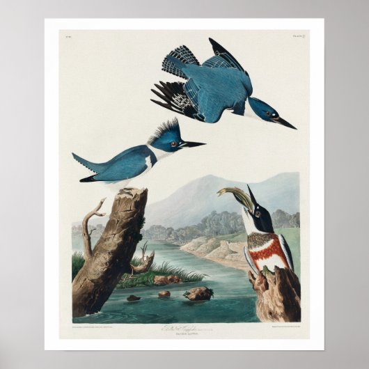 Kingfisher Beled par Audubon Poster (Devant)