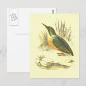 Kingfisher Bird Lithograaf Briefkaart (Voorkant / Achterkant)