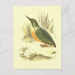 Kingfisher  Bird Lithograaf Briefkaart