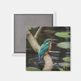 Kingfisher Bird Magneet