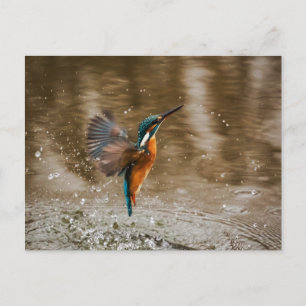 Kingfisher Bird Postcard Briefkaart