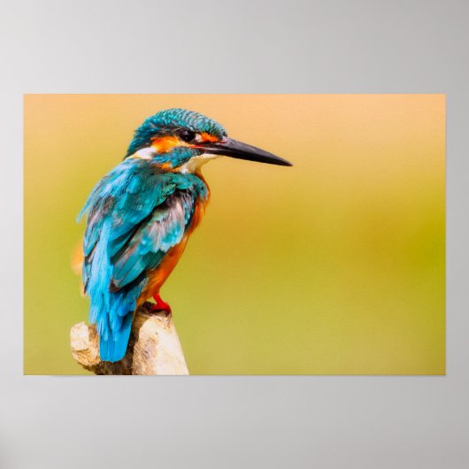 Kingfisher Bird Wildlife Closeup Foto Poster (Voorkant)
