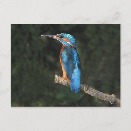 Kingfisher Briefkaart (Voorkant)