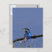 Kingfisher Briefkaart (Voorkant / Achterkant)