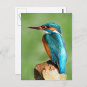 Kingfisher Briefkaart (Voorkant / Achterkant)