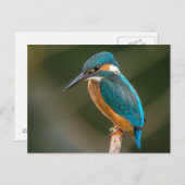 Kingfisher Briefkaart (Voorkant / Achterkant)