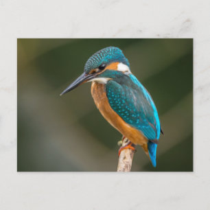 Kingfisher Briefkaart