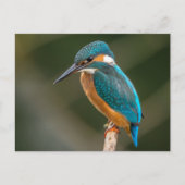 Kingfisher Briefkaart (Voorkant)