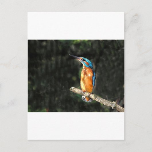 Kingfisher Briefkaart (Voorkant)