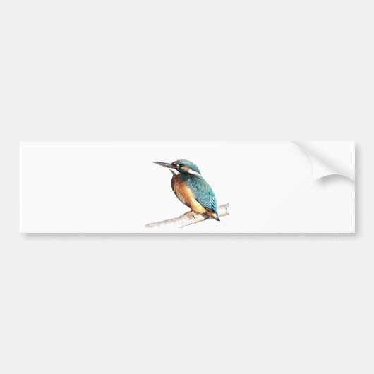 "Kingfisher" Bumpersticker (Voorkant)