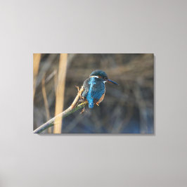 Kingfisher Canvas Afdruk