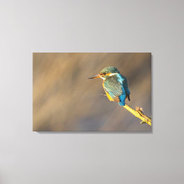 Kingfisher Canvas Afdruk