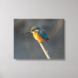 Kingfisher Canvas Afdruk
