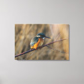 Kingfisher Canvas Afdruk (Voorkant)