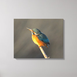 Kingfisher Canvas Afdruk