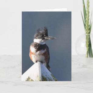 Kingfisher - Carte Art Cadre
