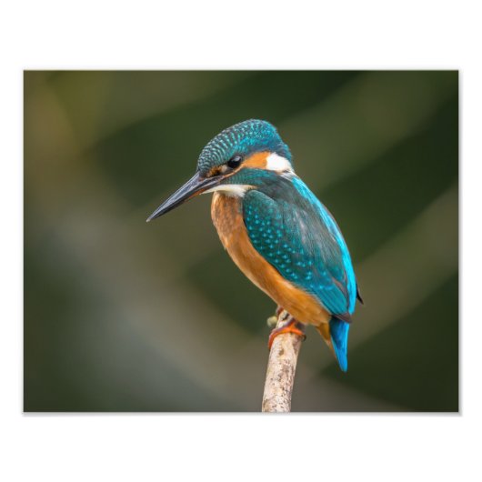 KIngfisher Foto Afdruk (Voorkant)